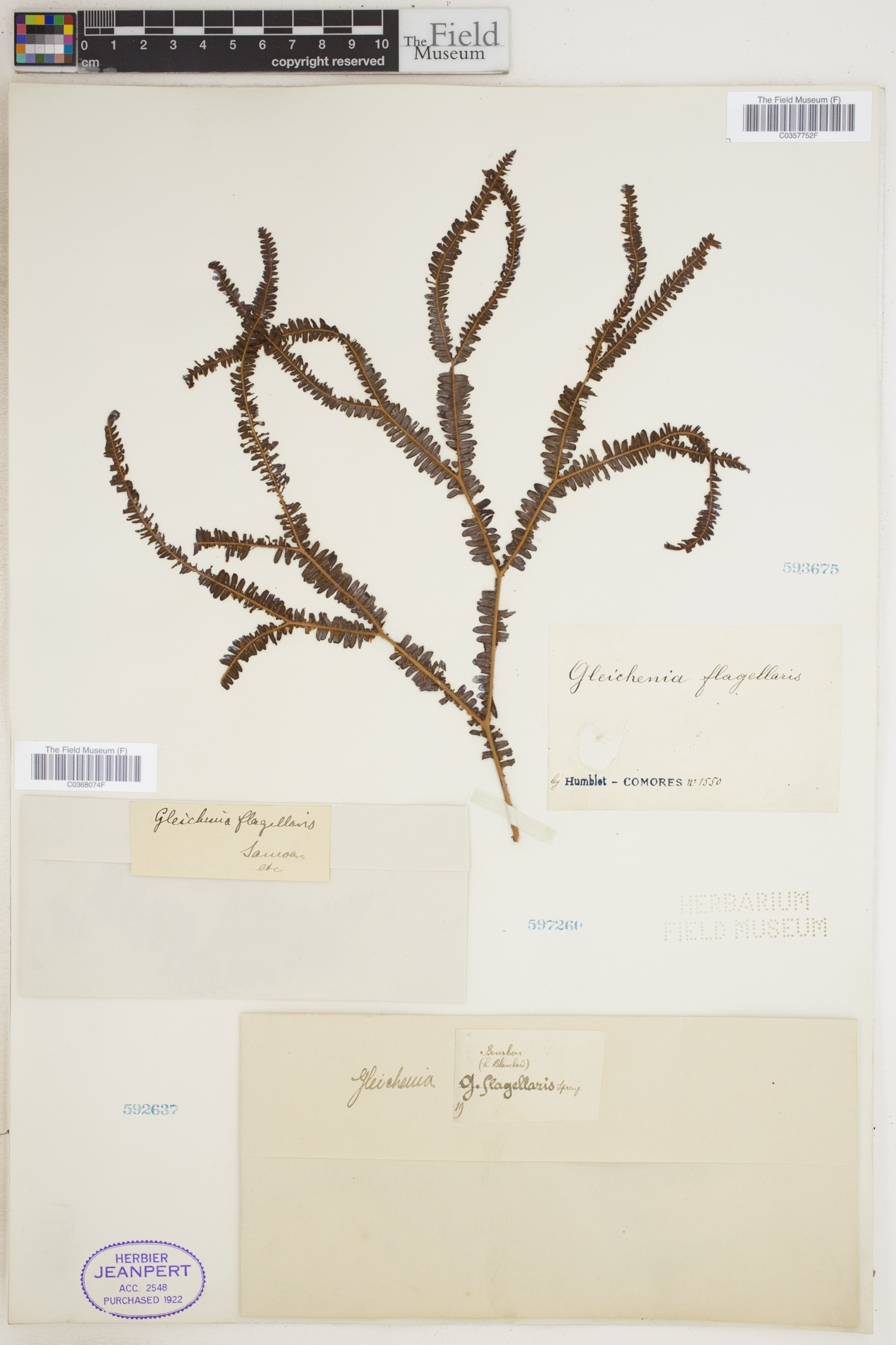 Sticherus flagellaris subsp. flagellaris image