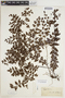Lygodium reticulatum image