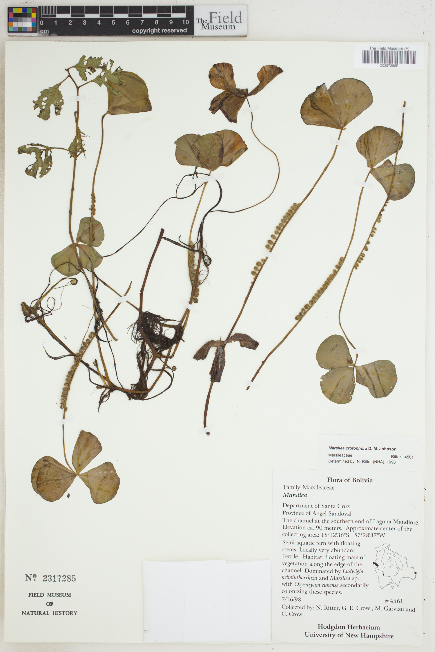 Marsileaceae image
