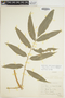 Salpichlaena volubilis image