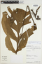 Hypoderris nicotianifolia image