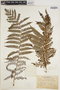 Dicksonia brackenridgei image