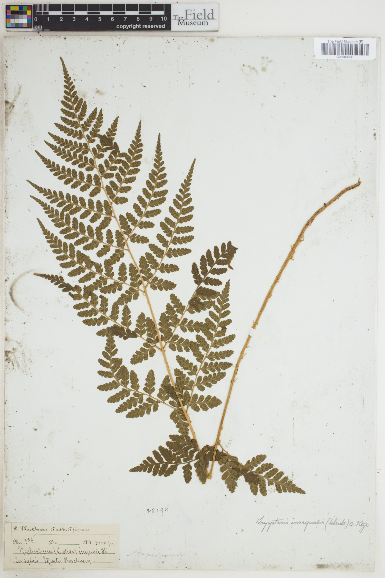 Dryopteris inaequalis image