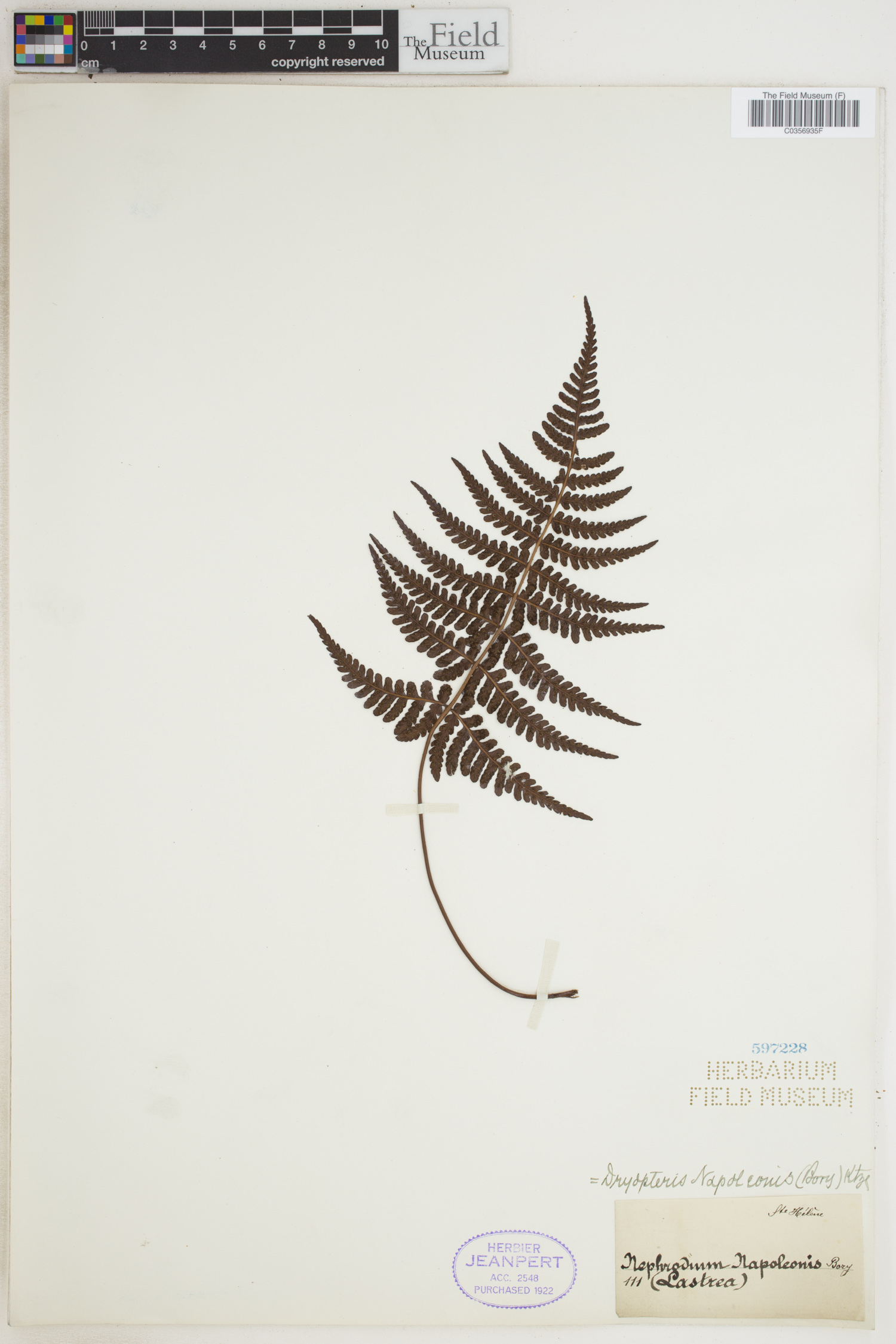 Dryopteris napoleonis image