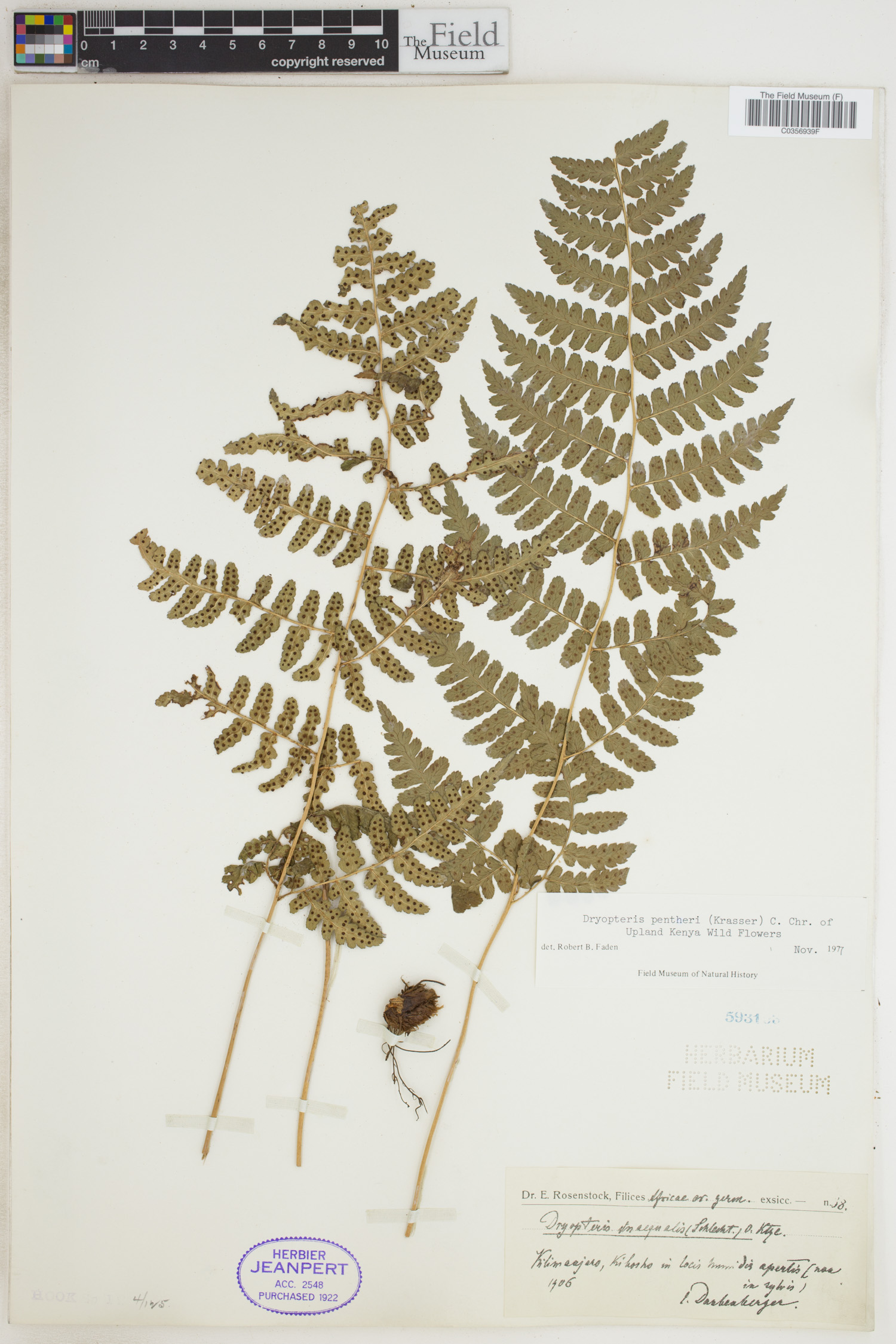 Dryopteris pentheri image