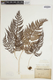 Polystichum oculatum image