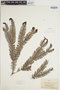 Sticherus oceanicus image