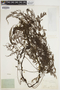Vandenboschia gigantea image