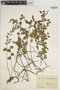Lindsaea leptophylla image