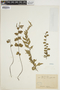 Lindsaea leptophylla image