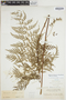 Odontosoria chinensis image