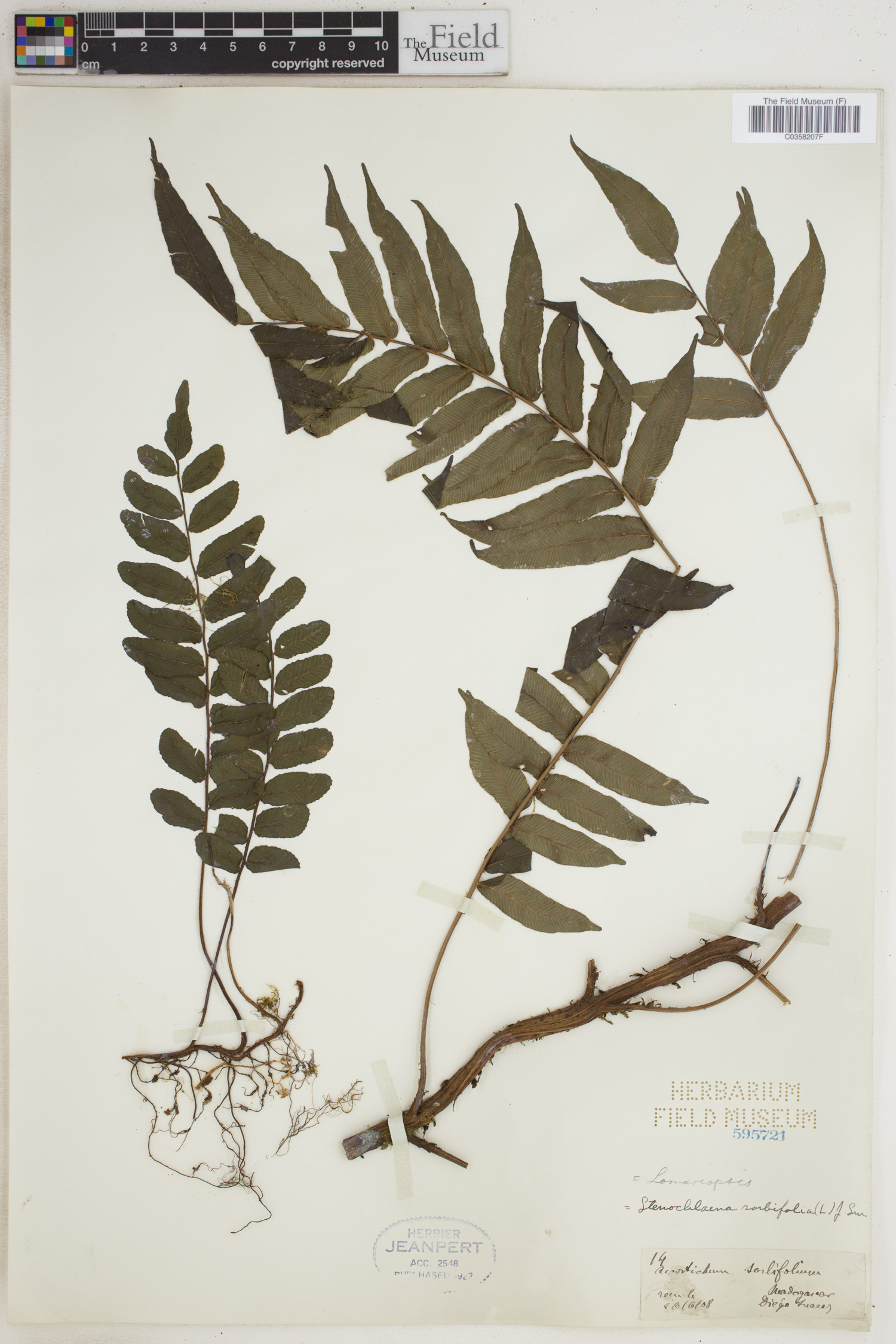 Lomariopsidaceae image