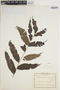 Lomariopsis marginata image