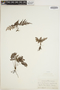 Abrodictyum rigidum image