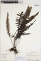 Pecluma plumula image