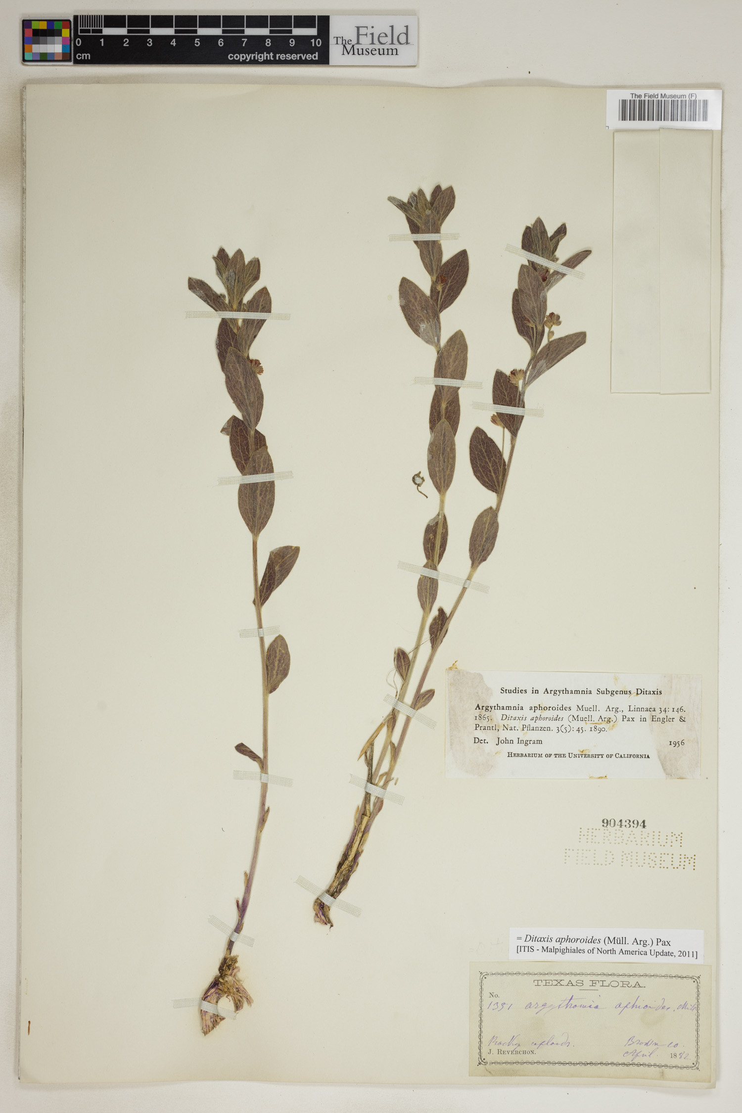 Ditaxis aphoroides image