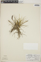 Tillandsia schiedeana image
