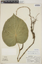 Lepianthes peltata image