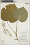 Lepianthes peltata image