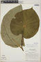 Lepianthes peltata image