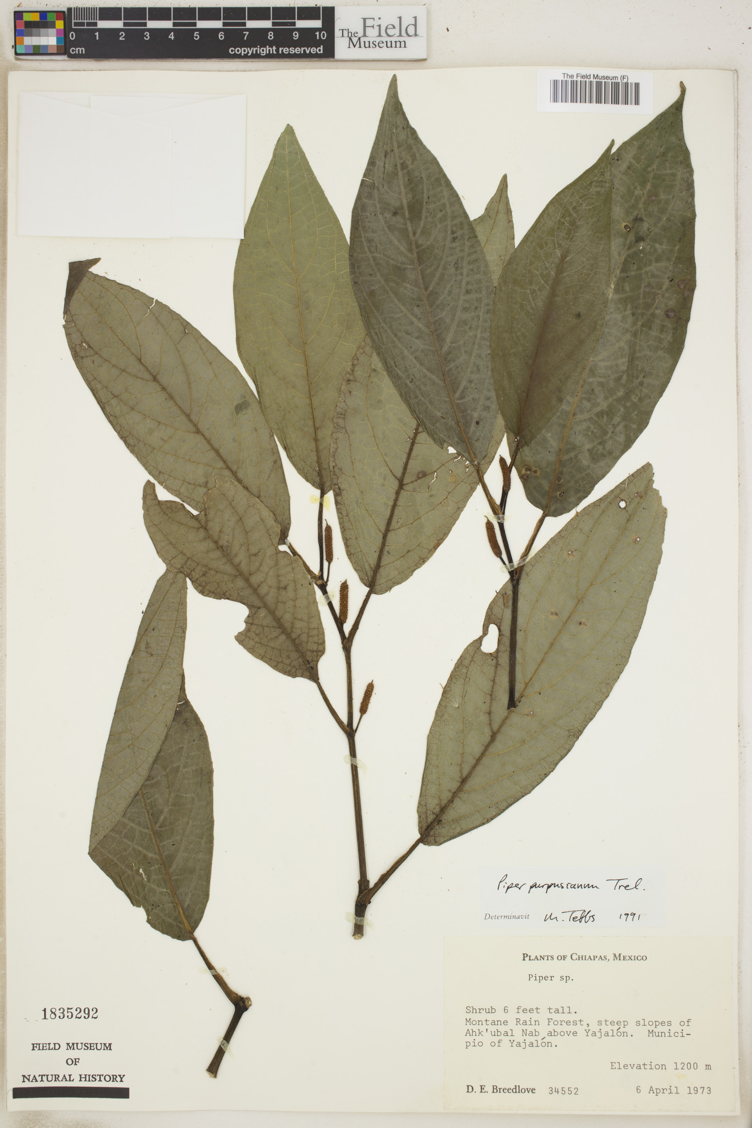 Piper purpusianum image