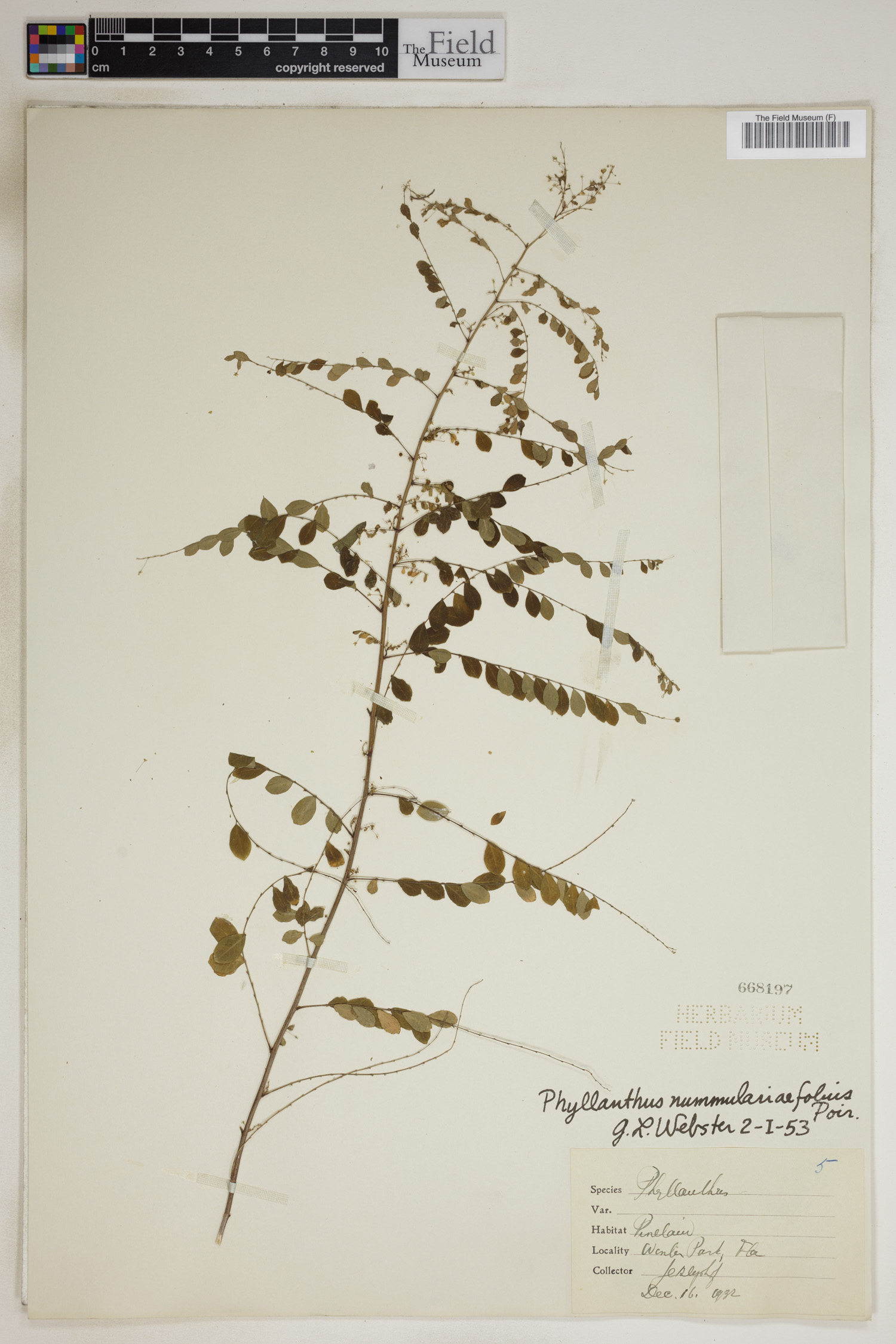 Phyllanthus nummulariifolius image