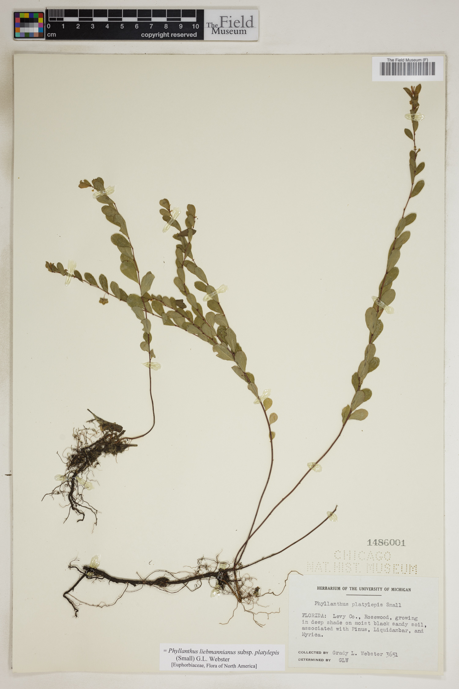 Phyllanthus liebmannianus image