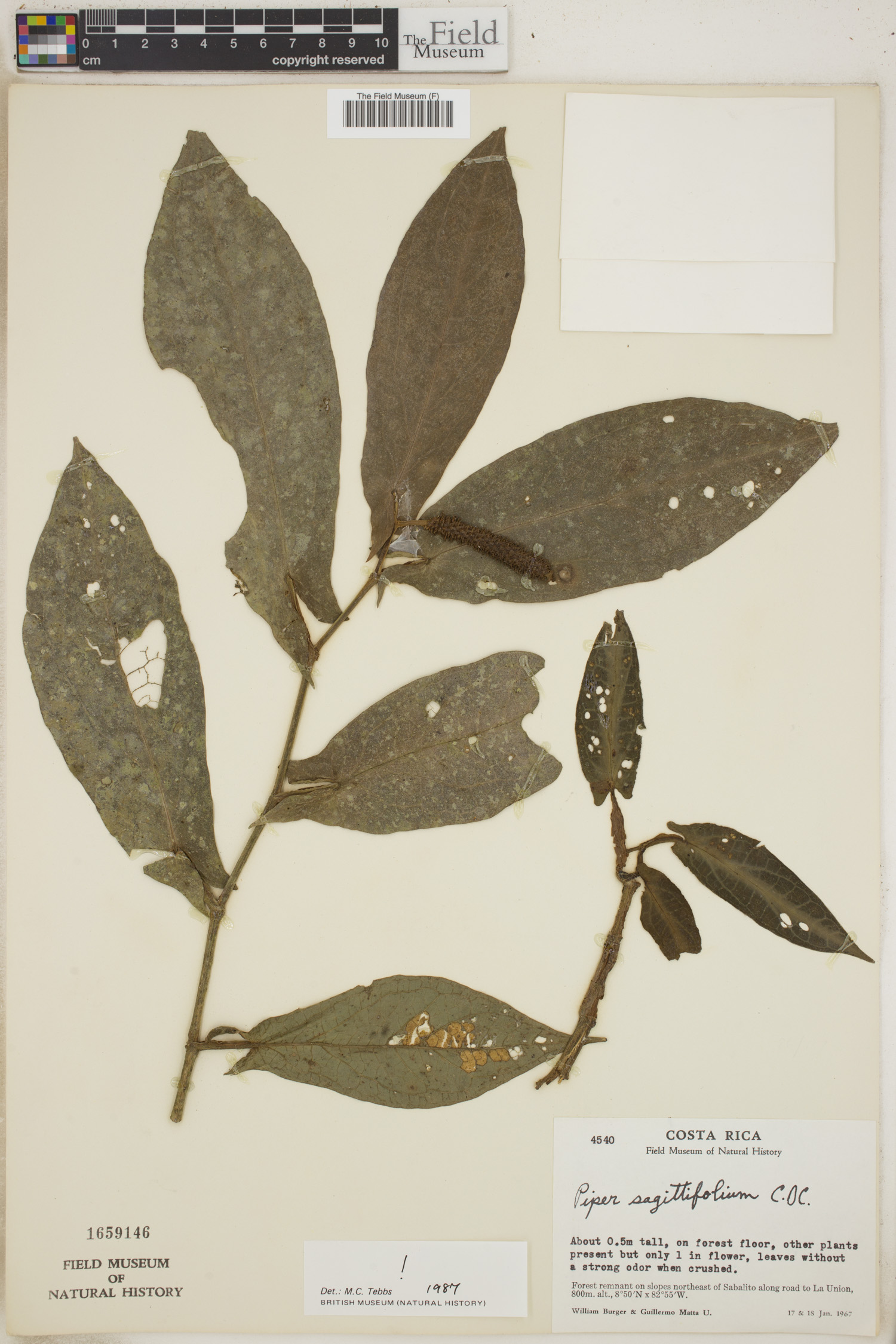 Piper sagittifolium image