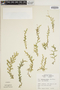 Selaginella serpens image