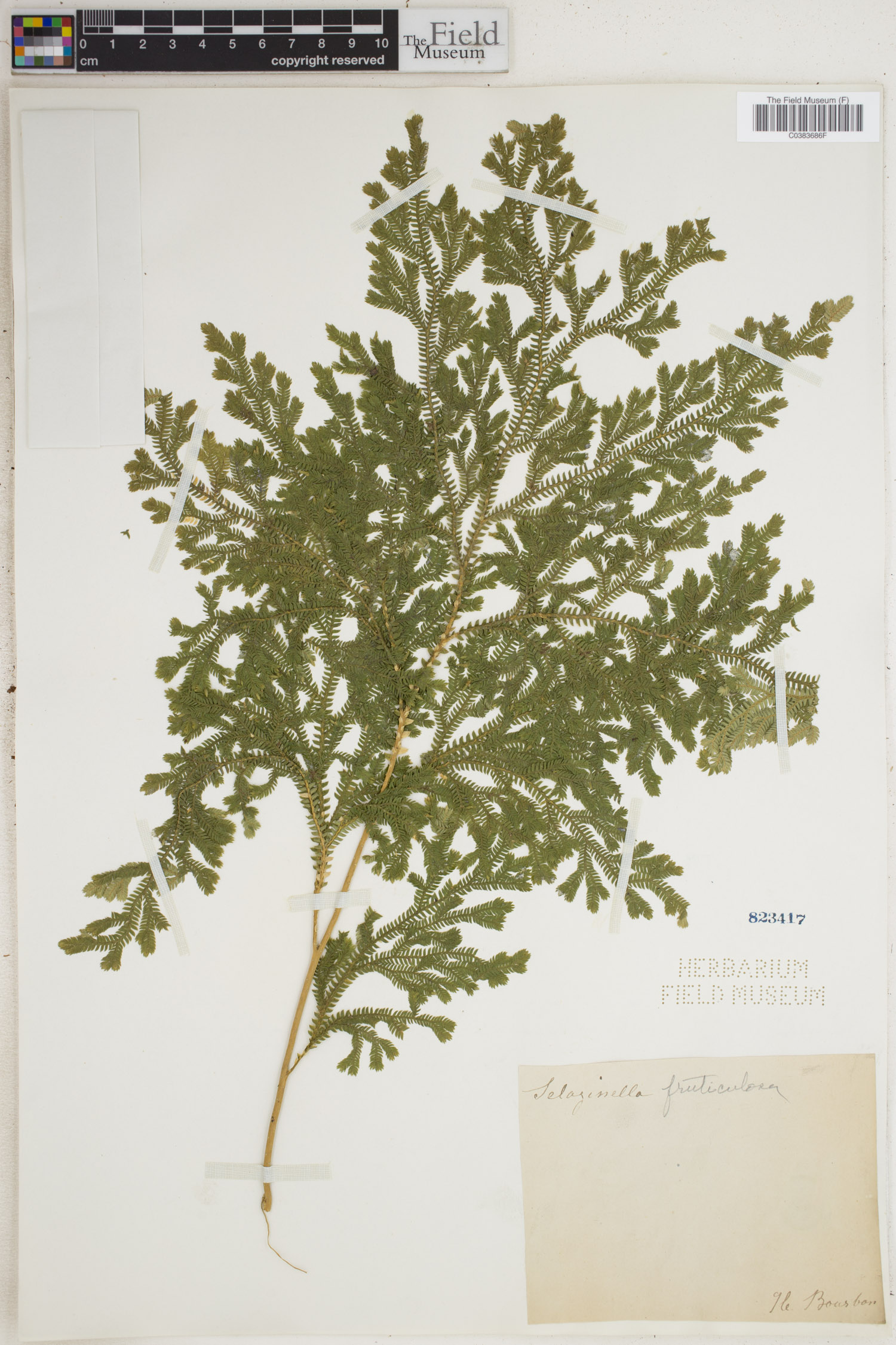 Selaginella fruticulosa image
