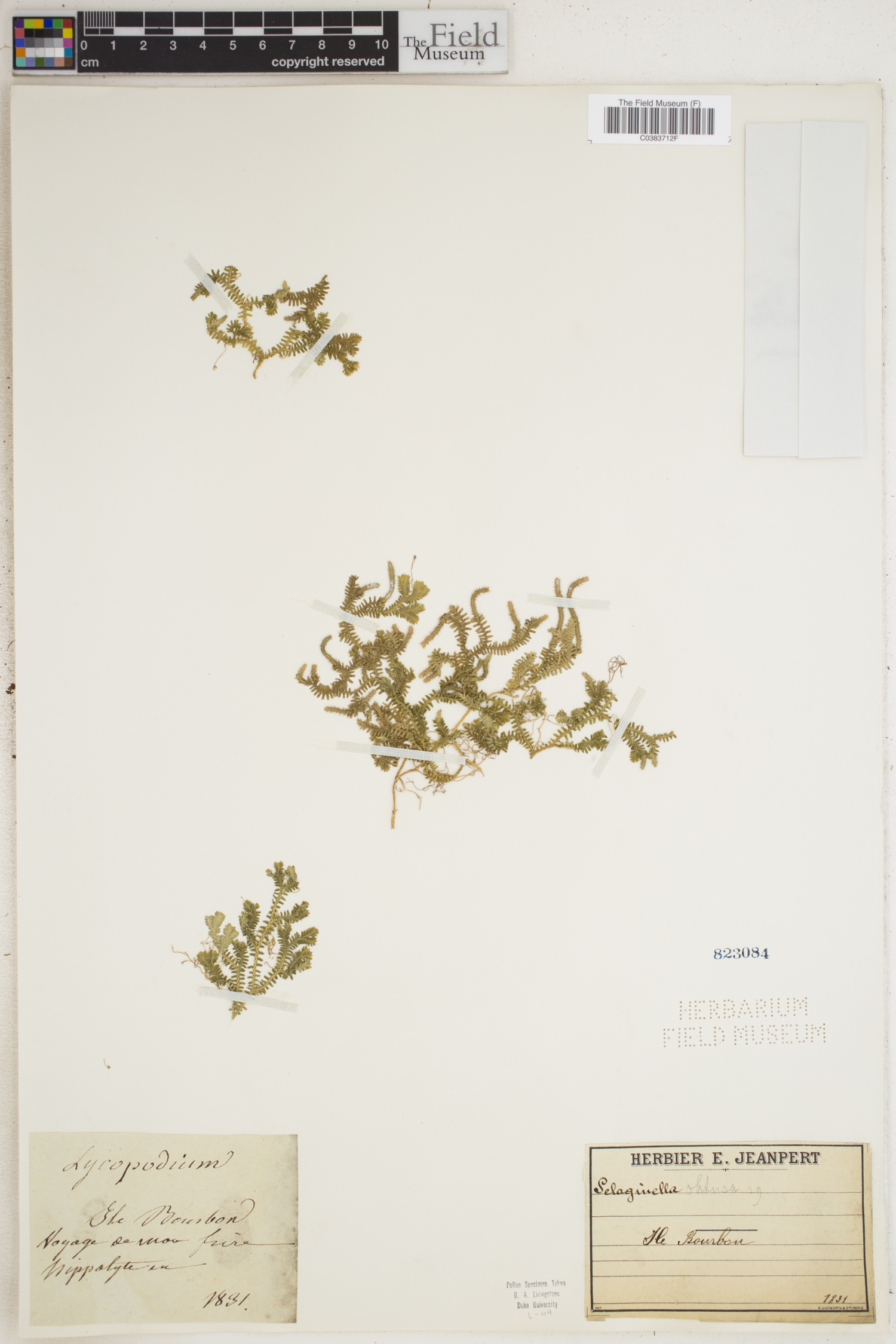 Selaginella obtusa image