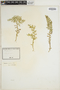 Selaginella neocaledonica image