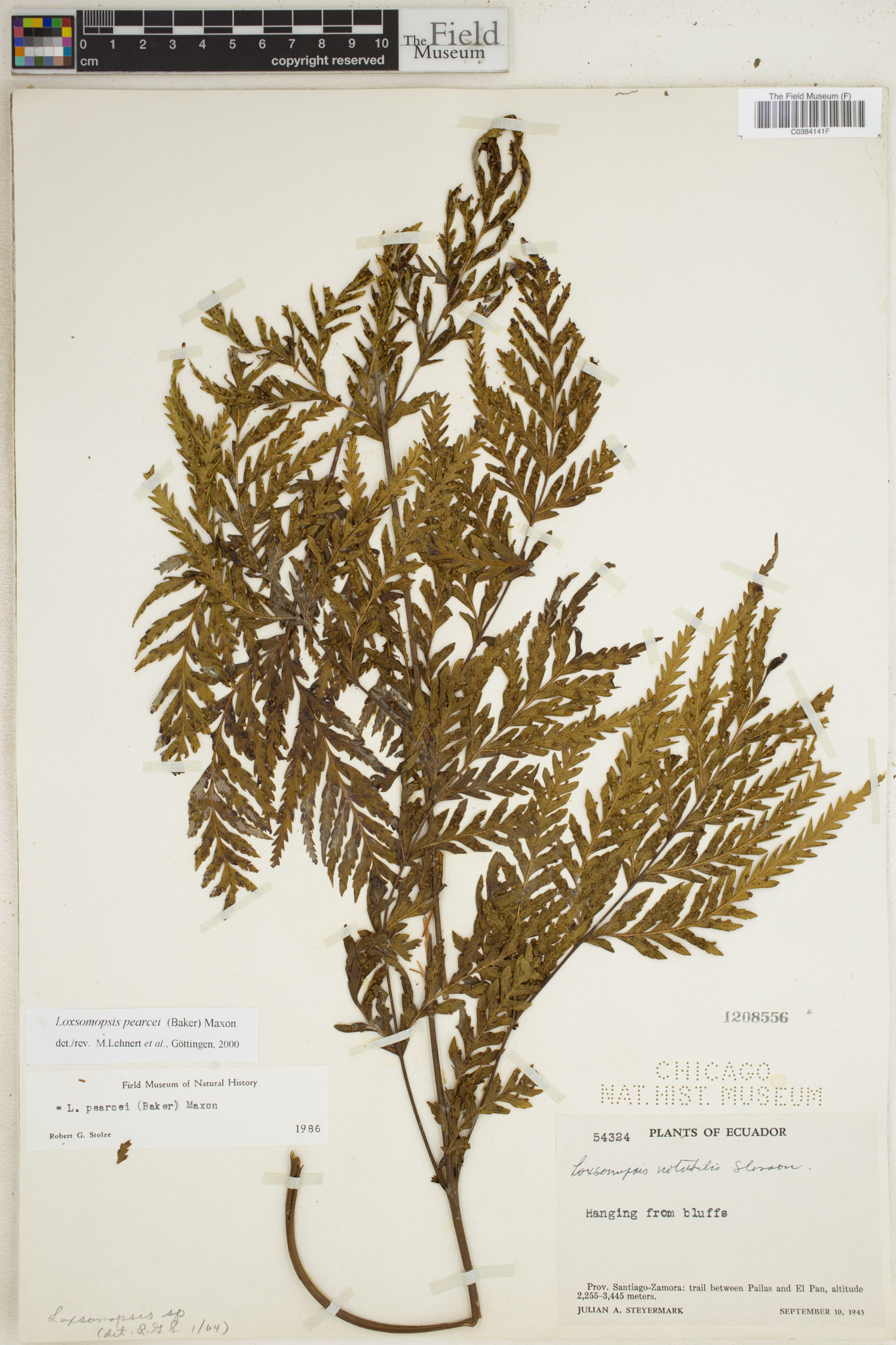 Loxomataceae image