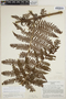Megalastrum sparsipilosum image