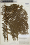 Megalastrum sparsipilosum image