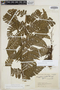 Megalastrum reductum image