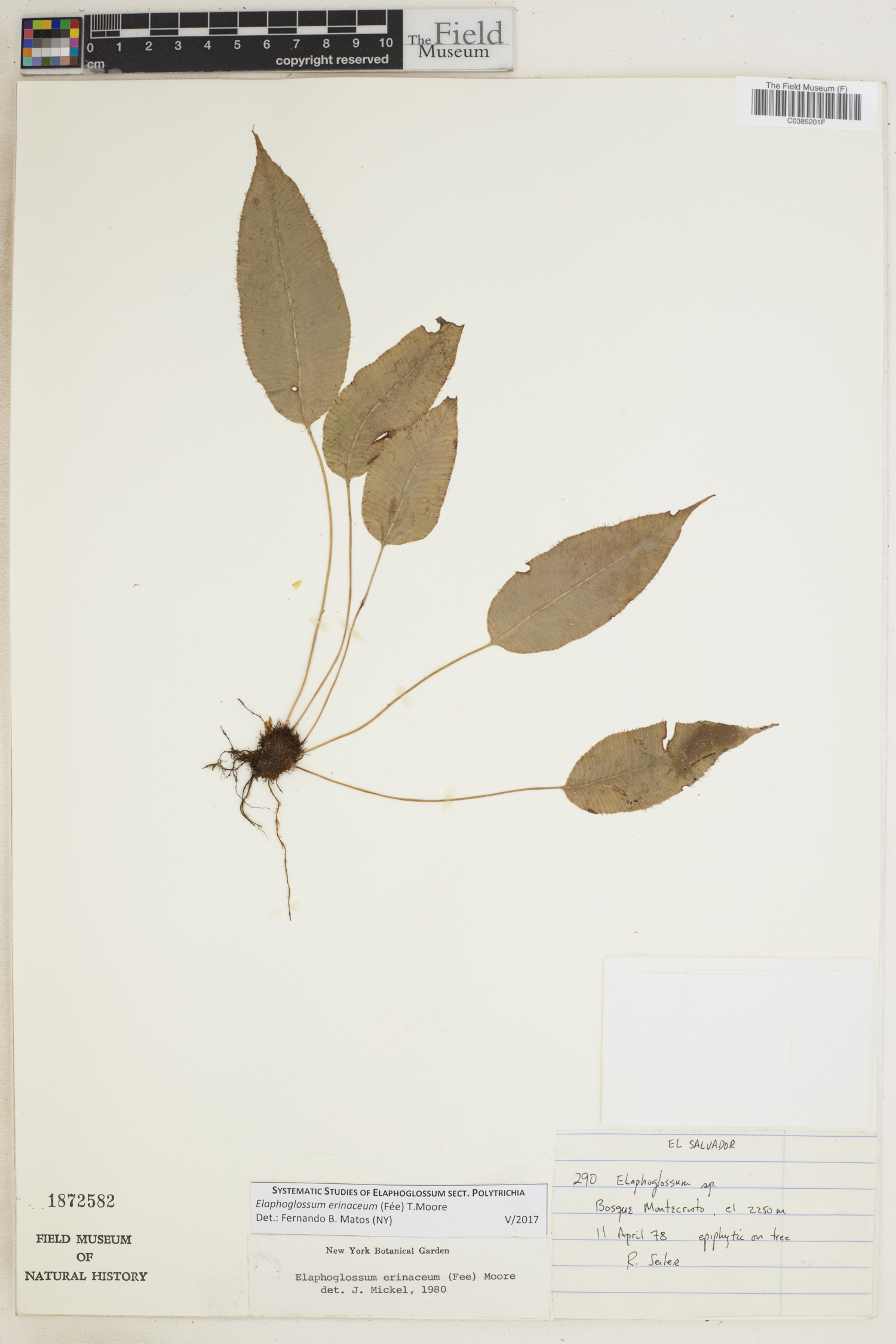 Elaphoglossum erinaceum image