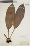 Elaphoglossum decoratum image
