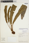 Elaphoglossum longipilosum image