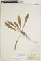 Elaphoglossum apodum image