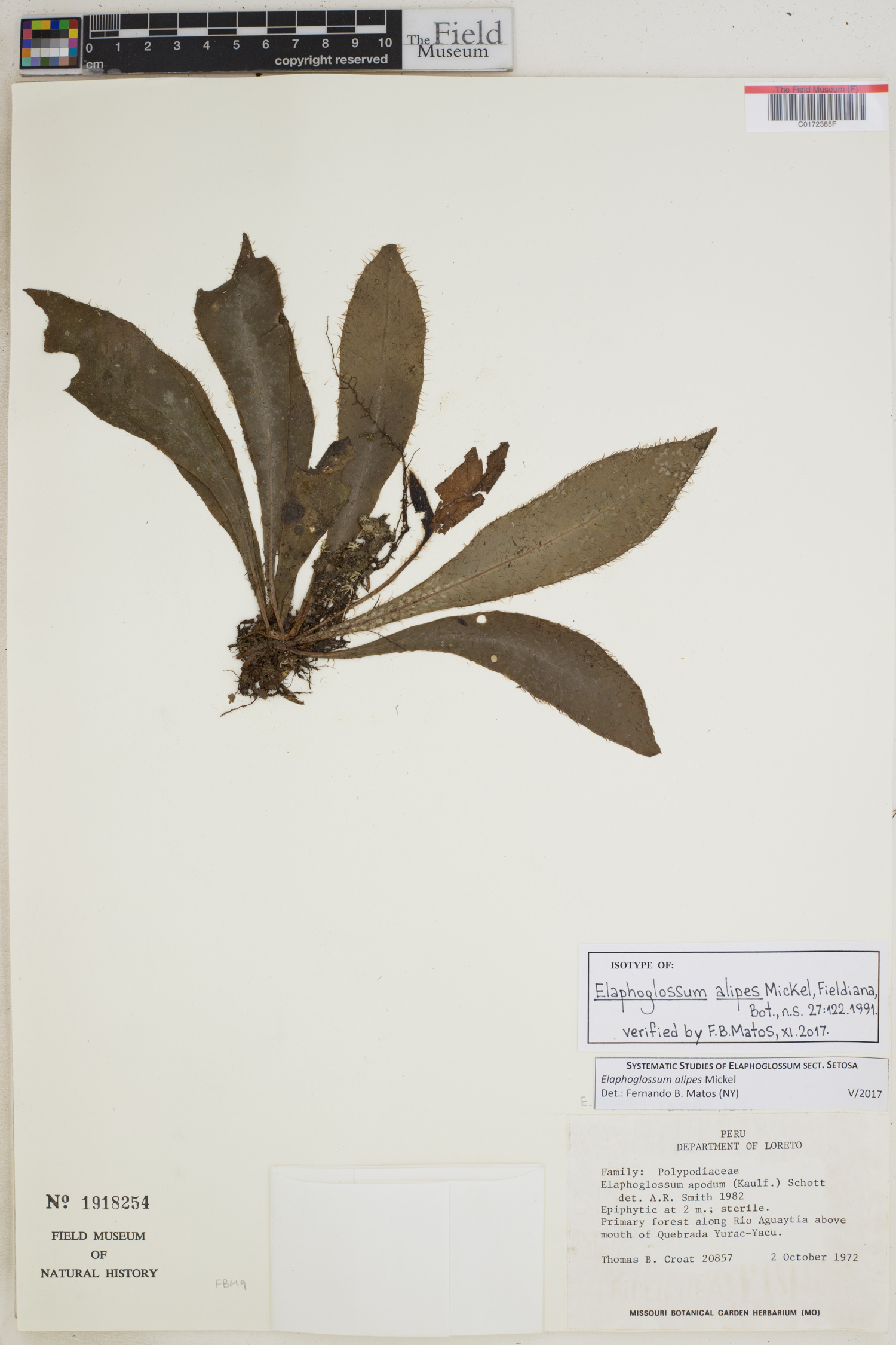 Elaphoglossum alipes image