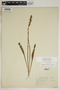 Spiranthes incurva image