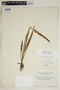 Spiranthes incurva image