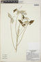 Croton ameliae image