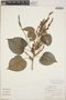 Croton arboreus image