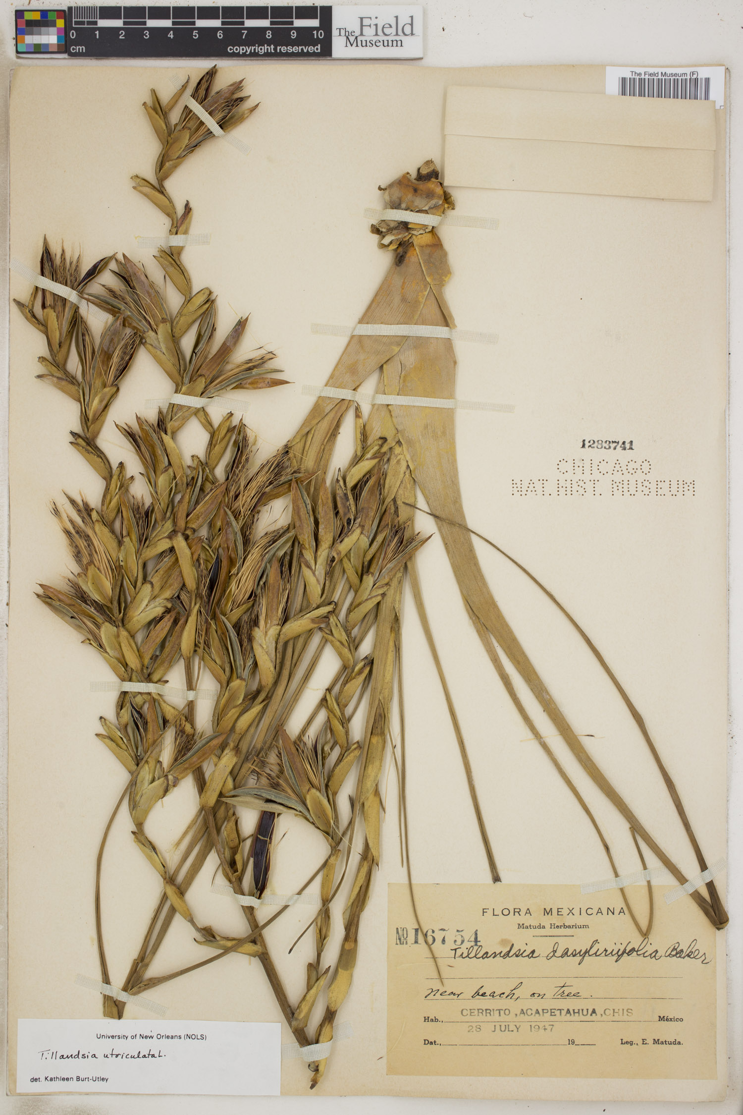 Tillandsia utriculata image