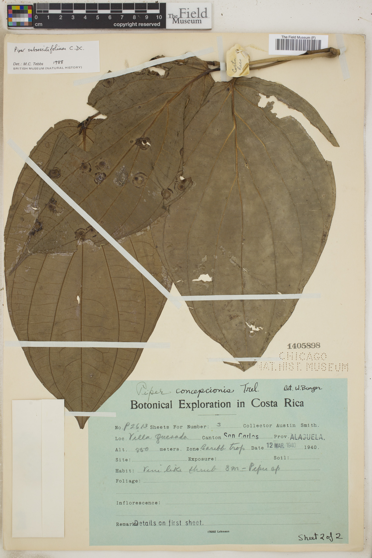 Piper subsessilifolium image