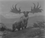 Irish Deer (Elk?), Megaloceros. Cenozoic era. Charles R. Knight painting or mural.