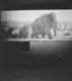 Charles Knight mural: Mammoth