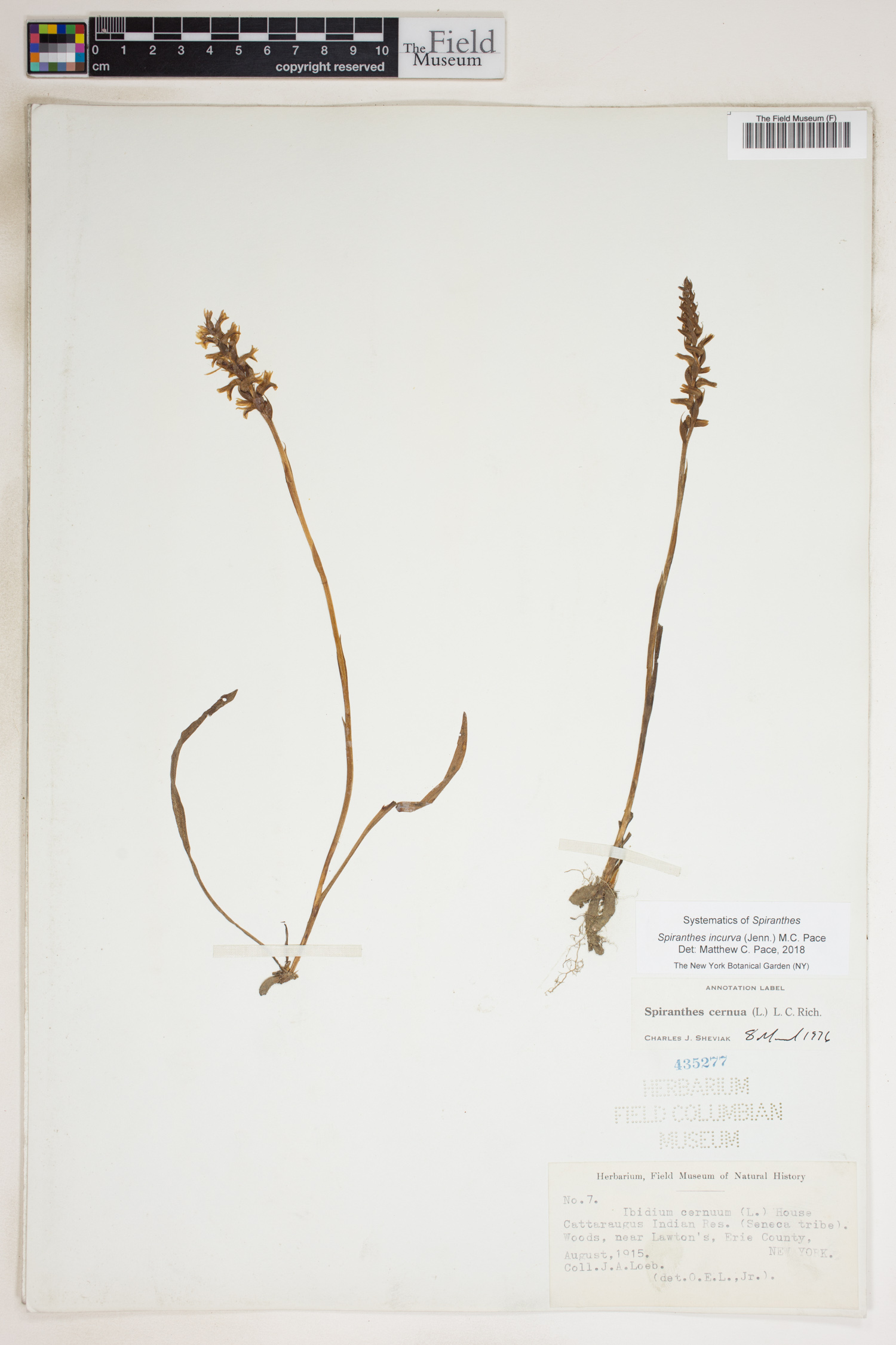 Spiranthes incurva image